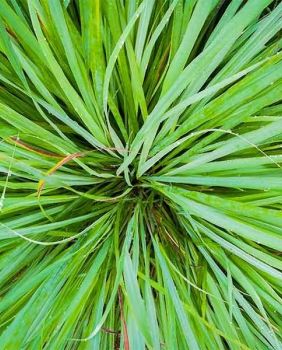 ACEITE ESENCIAL LEMONGRASS - PRANAROM