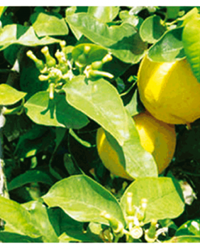 ACEITE ESENCIAL BERGAMOTA - Pranarom