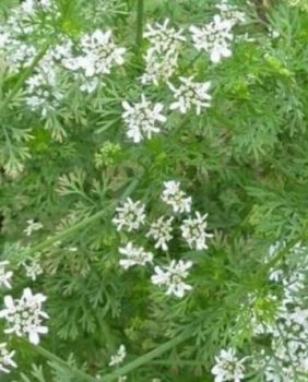 ACEITE ESENCIAL COMINO - PRANAROM