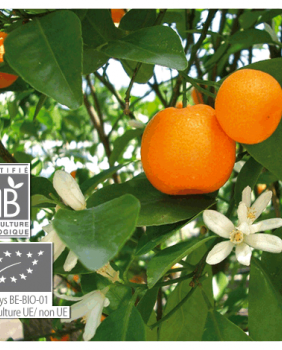 ACEITE ESENCIAL MANDARINA - Pranarom
