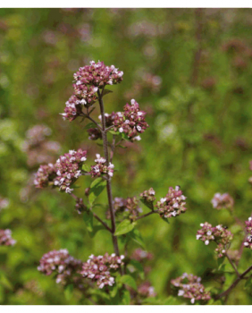 ACEITE ESENCIAL OREGANO - Pranarom