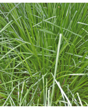 ACEITE ESENCIAL PALMAROSA - Pranarom