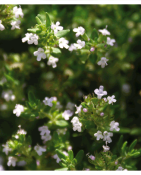 ACEITE ESENCIAL DE TOMILLO MARROQUÍ - PRANAROM